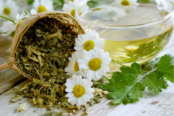 Feverfew Tea Recipe