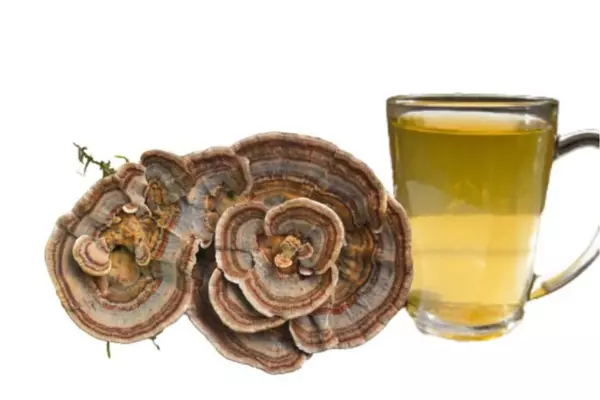 Turkey Tail Mushroom Tea Recipe